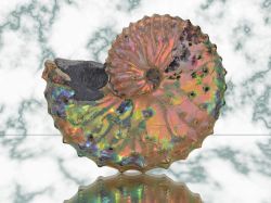 Ammonite