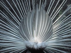 Black And White Study Of A Male Peacock
