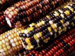 Colorful Corn