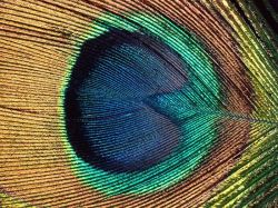 Iridescent Peacock Eye Feather