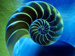 Nautilus