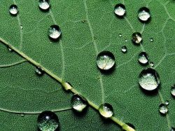 Raindrops On A Fallen Leaf