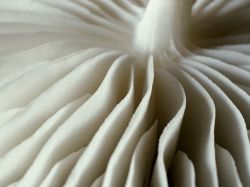 White Waves Mushroom